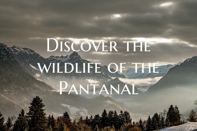 Discover the wildlife of the Pantanal